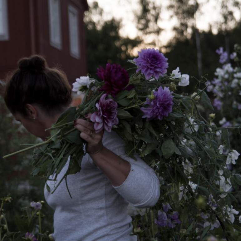 Så odlar du din egen dahliabukett